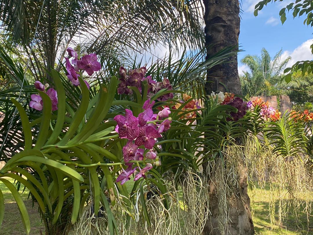 Vanda suspendues