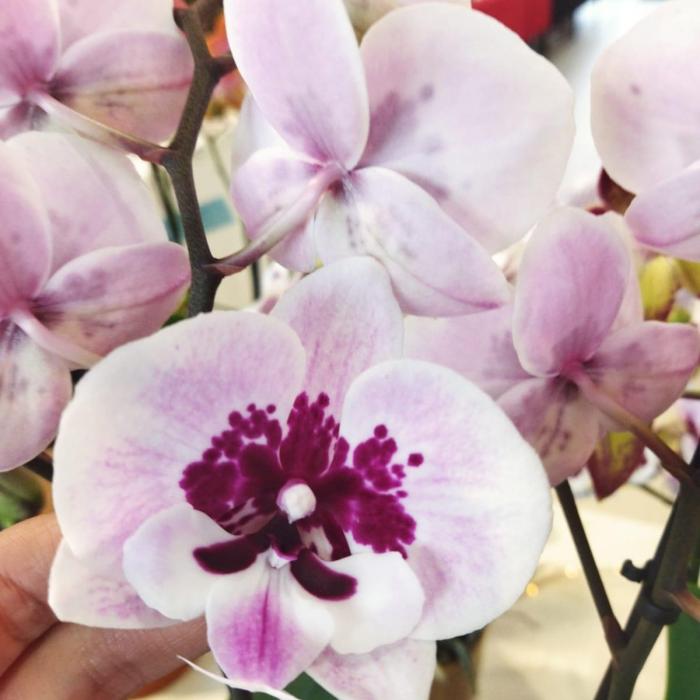 Phalaenopsis 