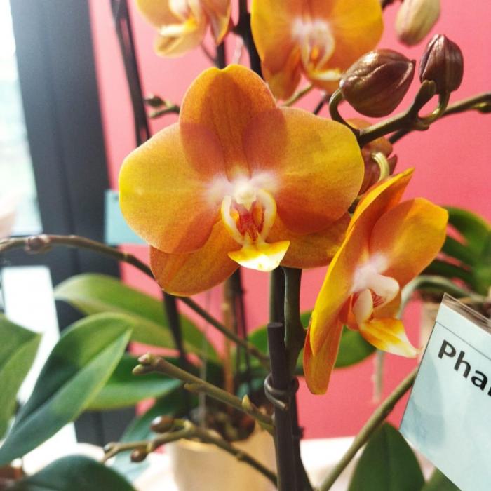 Orchidée Phalaenopsis (avec cache-pot) – ABACA Shop