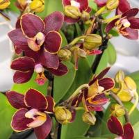 1 phal chocolat noire