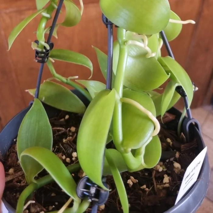 Vanilla planifolia - Plante mâture