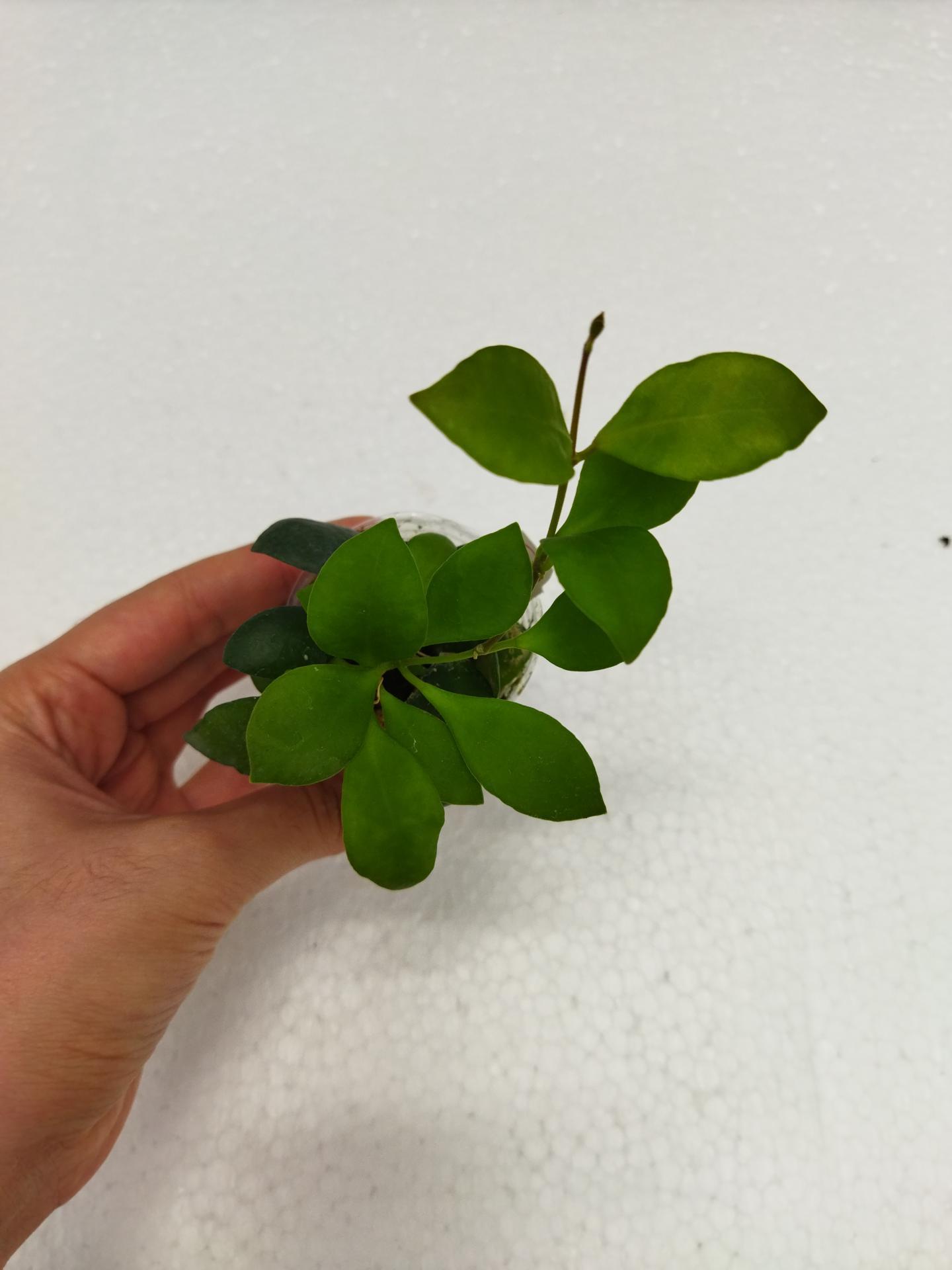 16355071789149111669433948707236