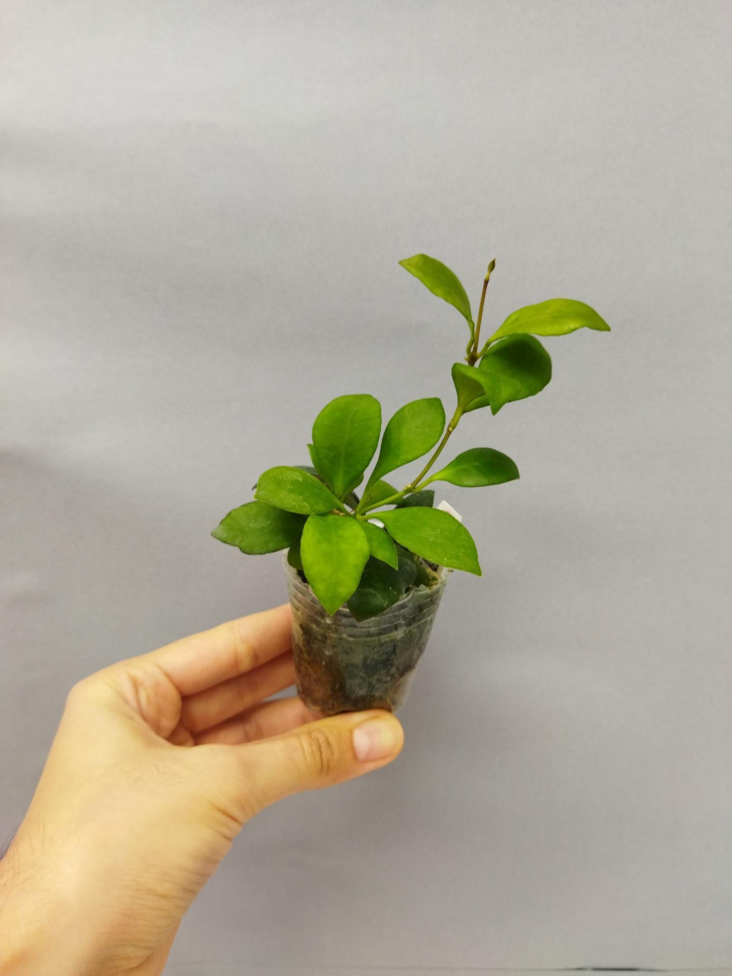 16355073110465736598844483854227