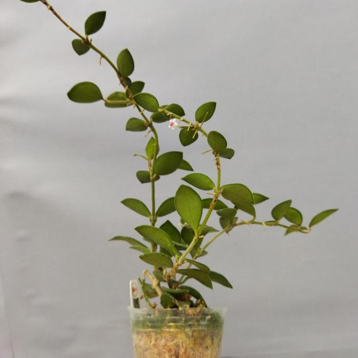 Hoya nummularioides (Ø7.5cm)