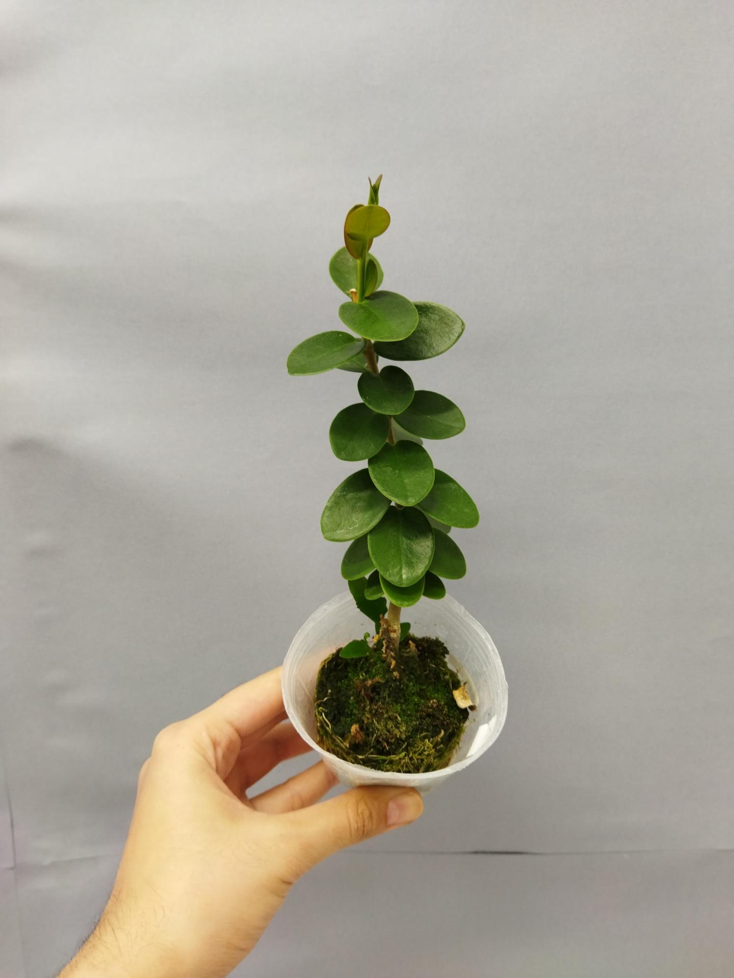 16355099450833295922928736666645