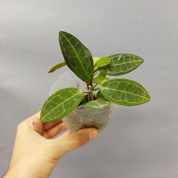 Hoya elliptica (6cm)