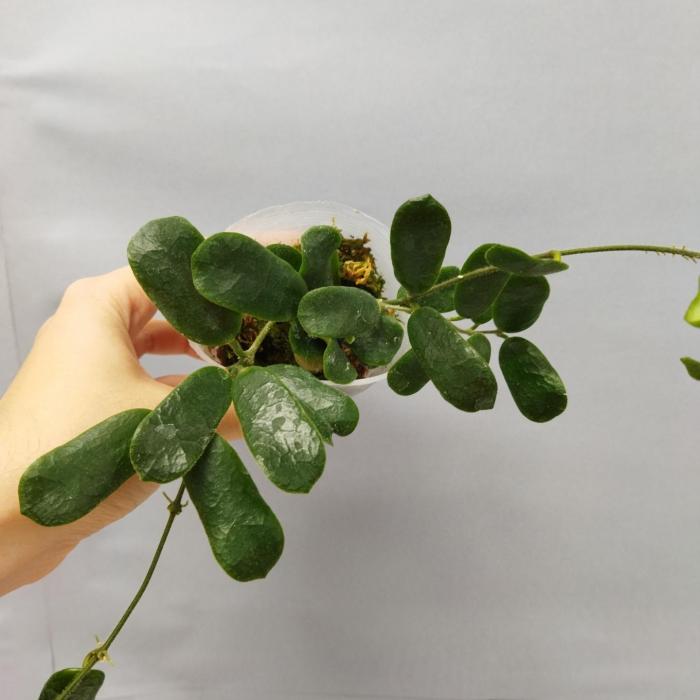 Hoya rotundiflora ( Hoya Lyi) (7,5cm)