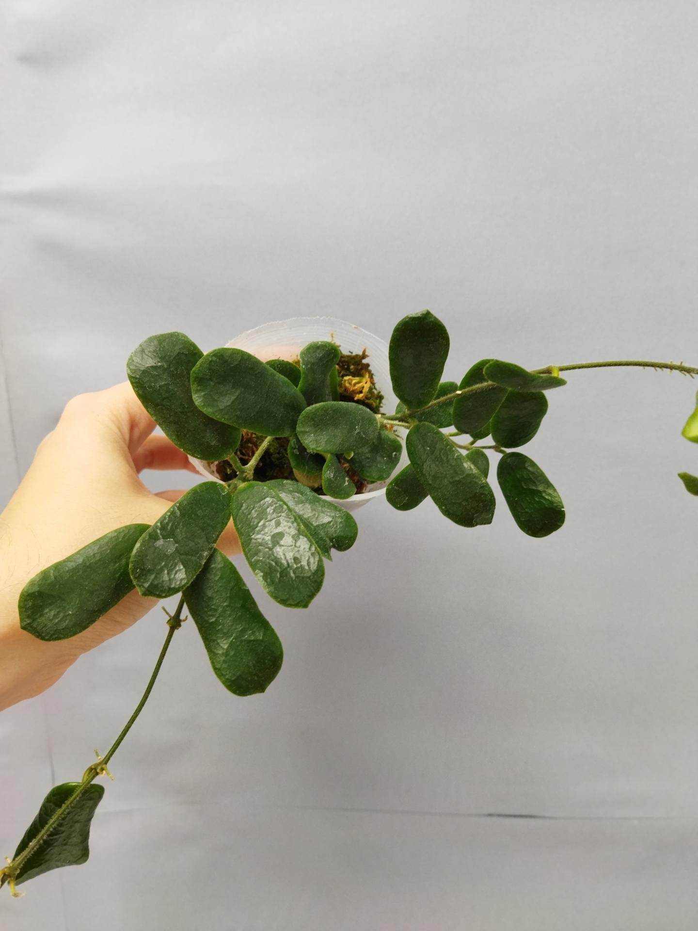 16355104070958073175195300810248