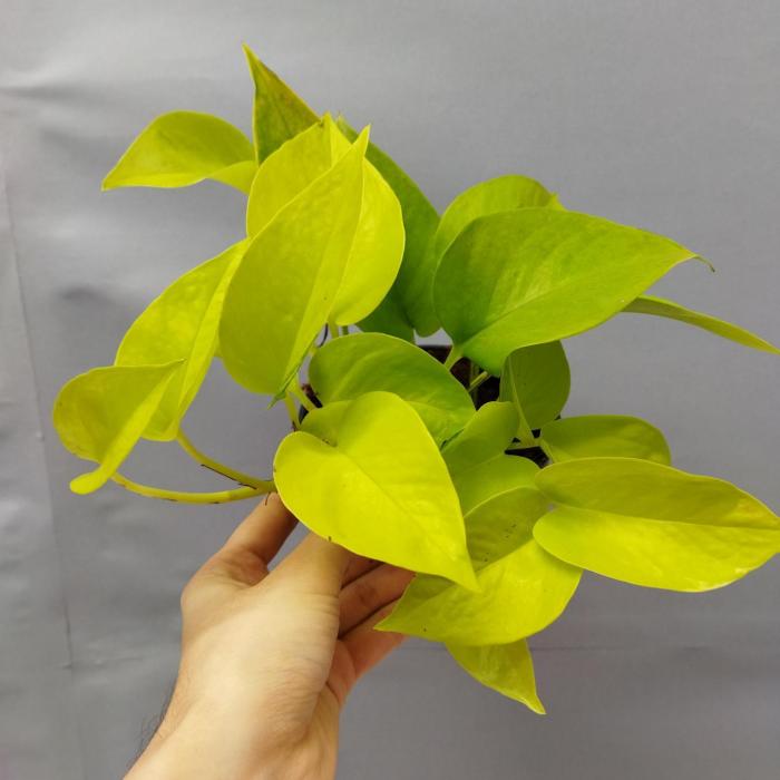 Epipremnum 'Golden Pothos' (Ø12cm)