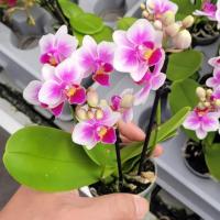 2 phal candy