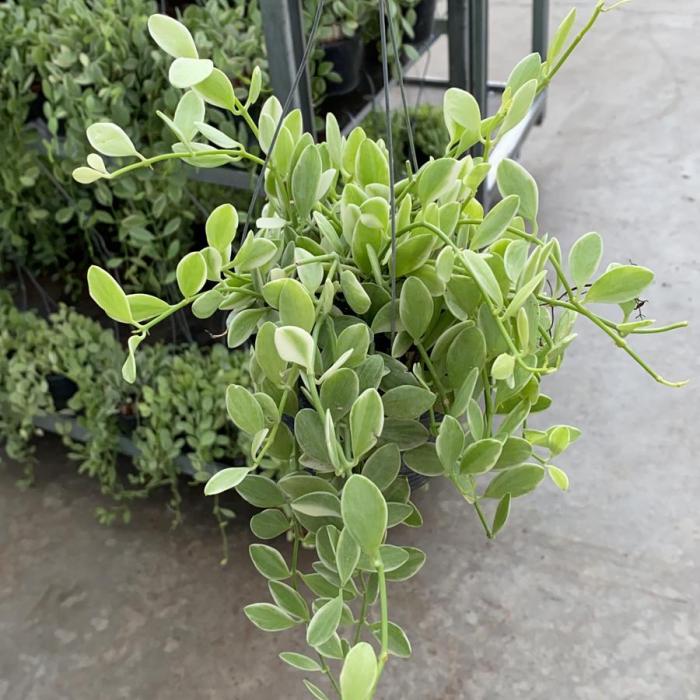 Dischidia oiantha 'White Diamond'