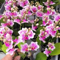 3 phal candy