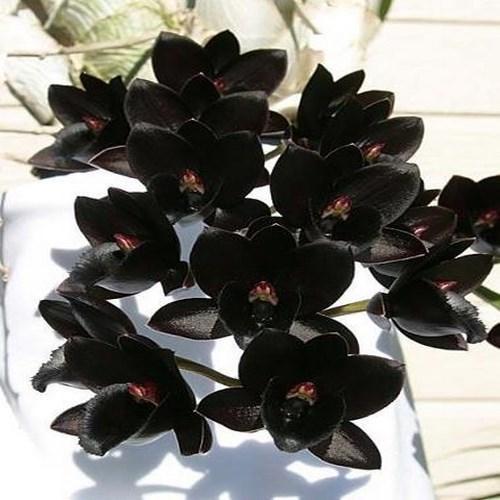 Orchidée 1 Fredclarkeara After Dark 'SVO Black Pearl'