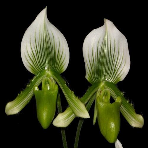 Orchidée Paphiopedilum femma maudiae