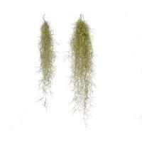 Achat vente tillandsia usneoides 50 60cm barbe du vieillard