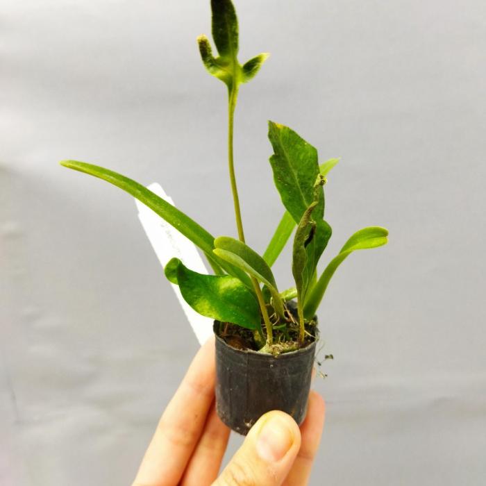 Angraecum elephantinum 1 1