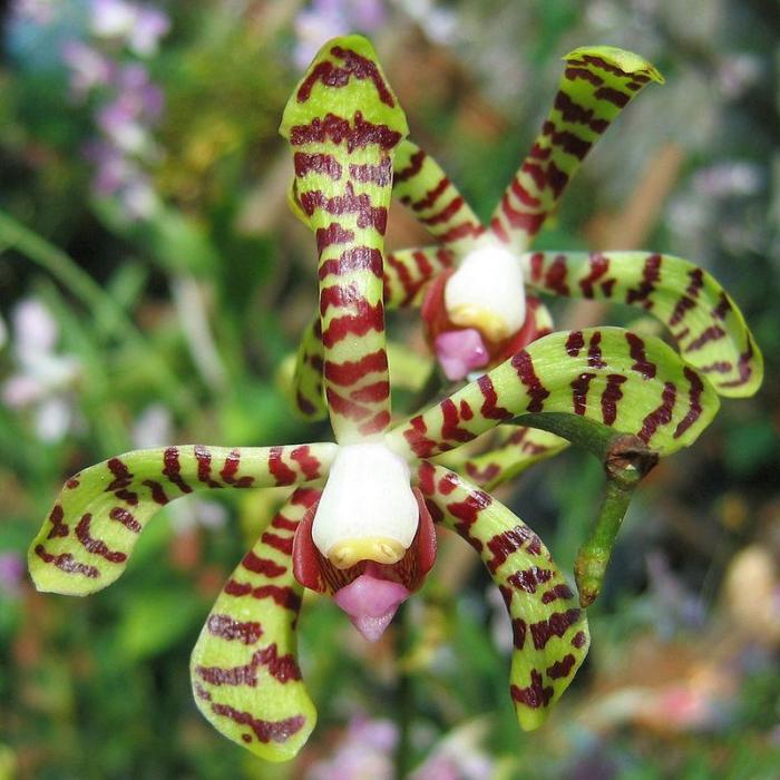 Orchidée Arachnis flos-aeris