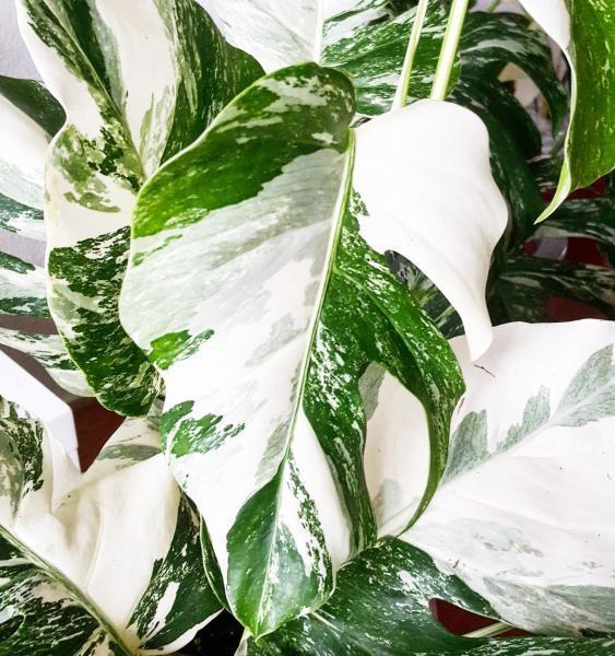 BOUTURE Monstera deliciosa variegata - 2 feuilles