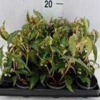 Begonia bd amphioxos mini