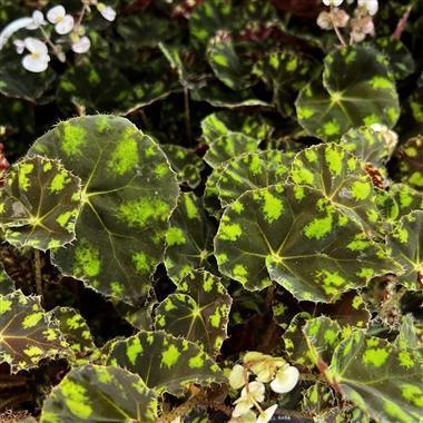 BEGONIA bowerae Tiger (D12)