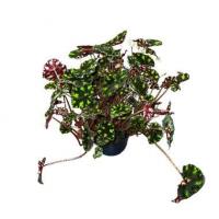 Begonia bowerae tiger d12