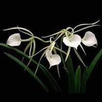 Brassavola nodosa 3