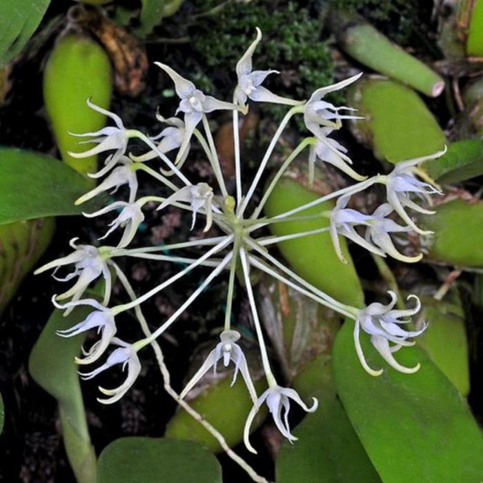 Orchidée Bulbophyllum laxiflorum