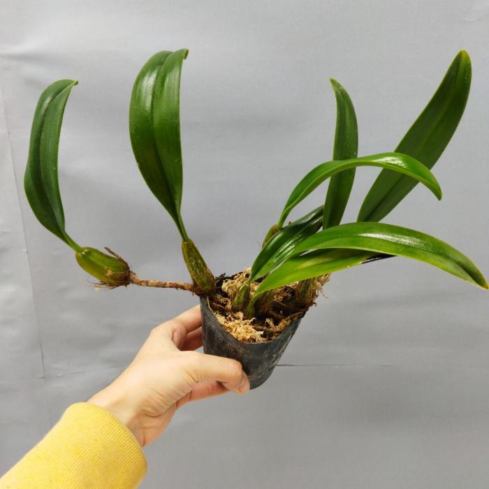Bulbophyllum eberhardtii (Ø9cm)