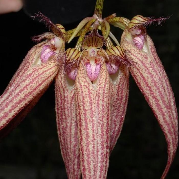 Bulbophyllum Elizabeth Ann 'Buckleberry'