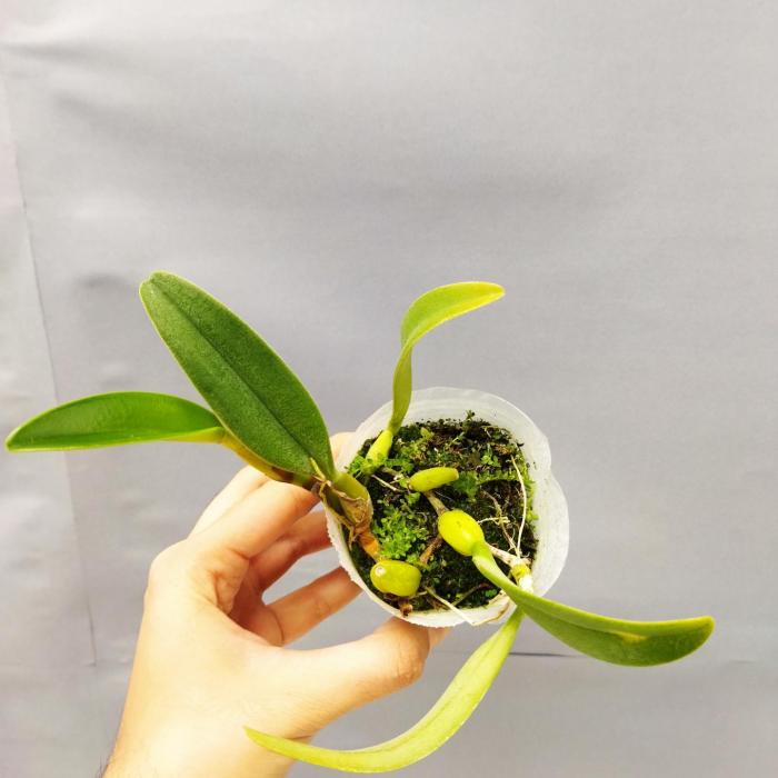 Bulbophyllum fascinator non fleuri (Ø7cm)
