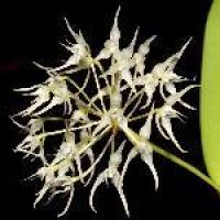 Bulbophyllum laxiflorum 1
