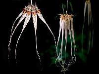 Bulbophyllum longissimum