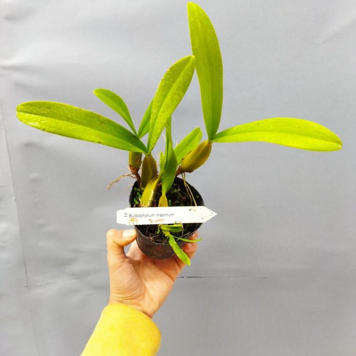 Bulbophyllum maximum 1 1