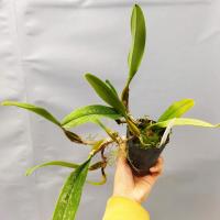 Bulbophyllum rothschildianum 1 1