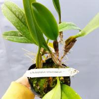 Bulbophyllum rothschildianum 2 1