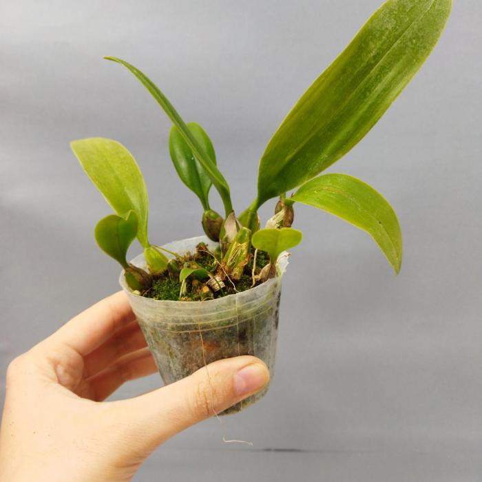 Bulbophyllum sanguineopunctatum 1 1