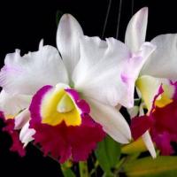Cattleya alliance memoria anna balmores cattleya la foresta orchids 750035 250x 2x
