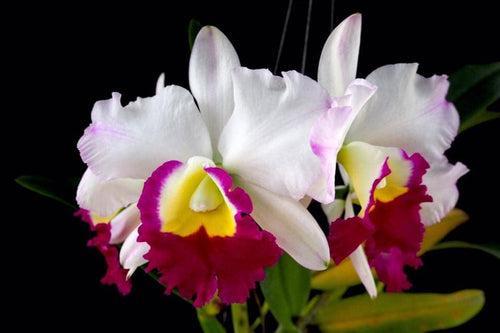 Cattleya 