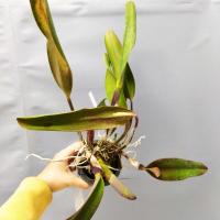 Cattleya blc king of taiwan 1 