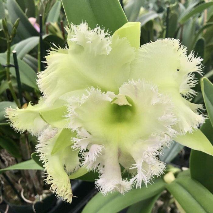 Cattleya Golf Green 'Hair Pig'