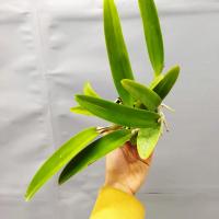 Cattleya maxima f semialba 1 