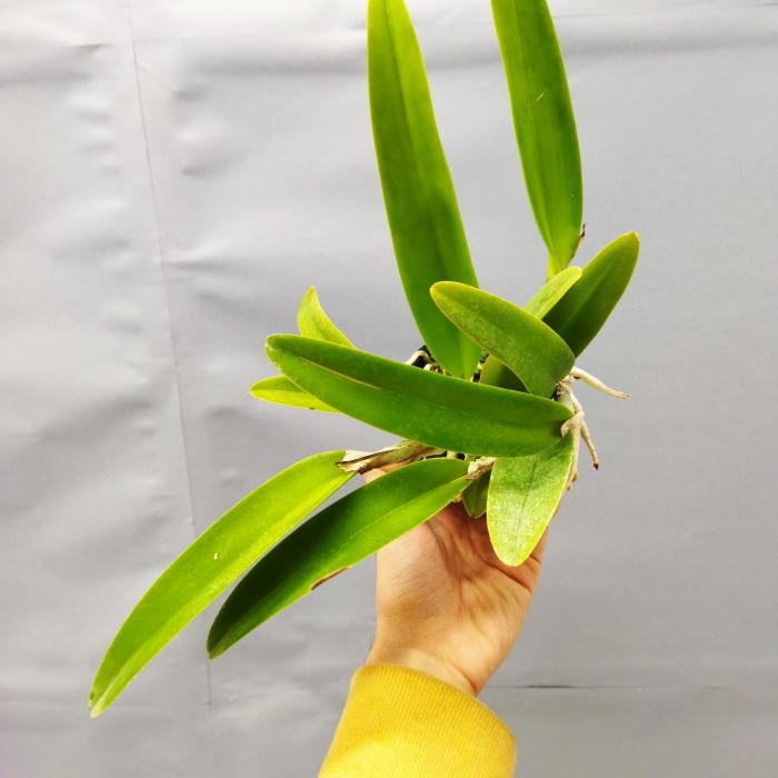 Cattleya maxima f. semialba (Ø7cm)