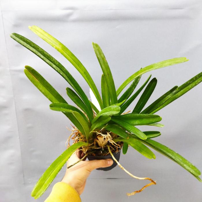 Cymbidium aloifolium 1 1