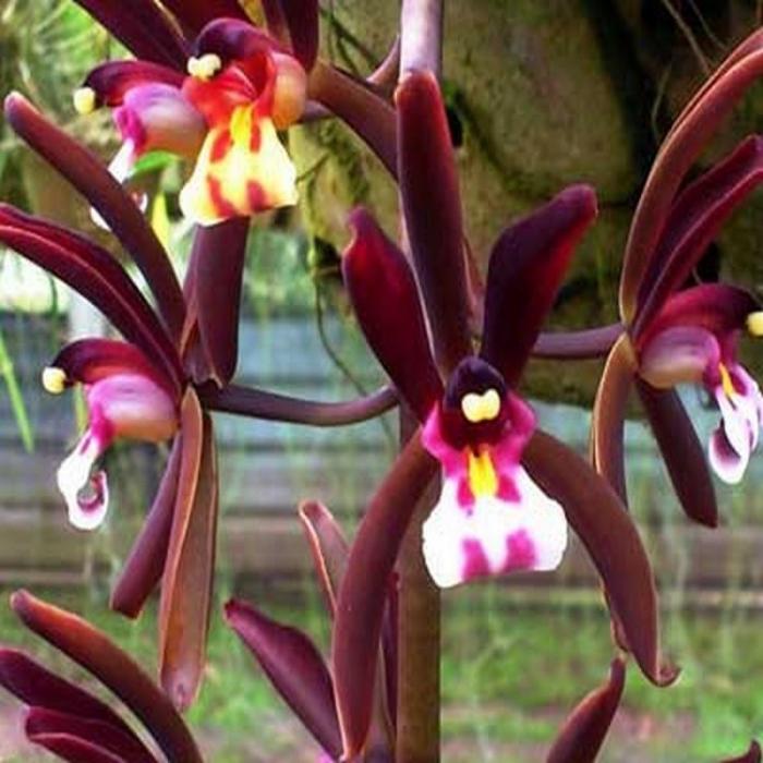 Orchidée Cymbidium atropurpureum
