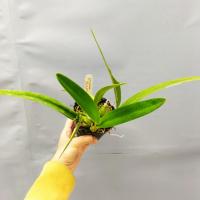 Encyclia alata 1 