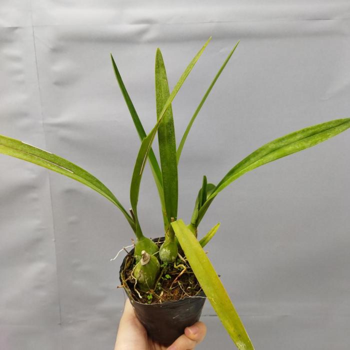 Encyclia alata (Ø10cm)