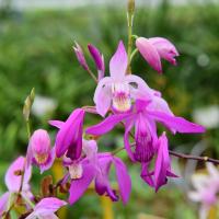 Garden orchid bletilla 2 scaled