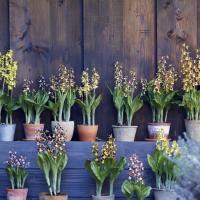 Garden orchid calanthe 1 scaled