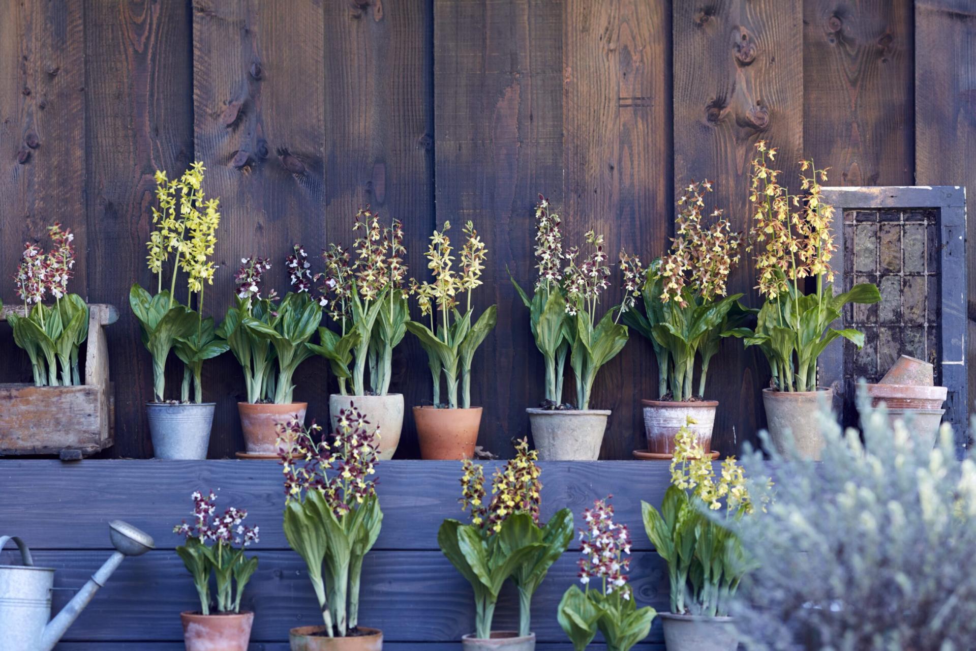 Garden orchid calanthe 1 scaled