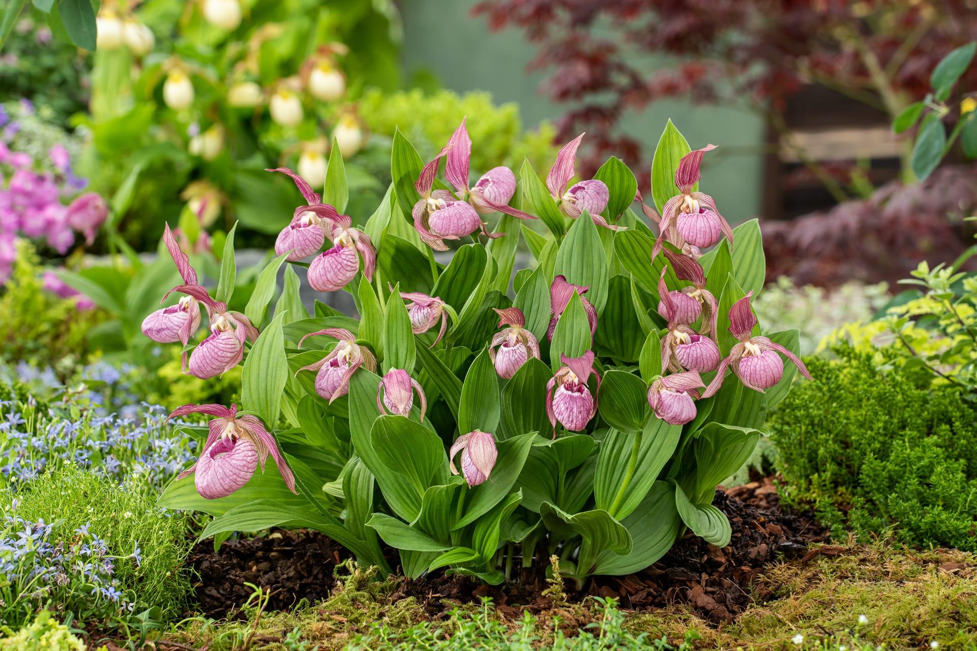 Garden orchid cypripedium 08